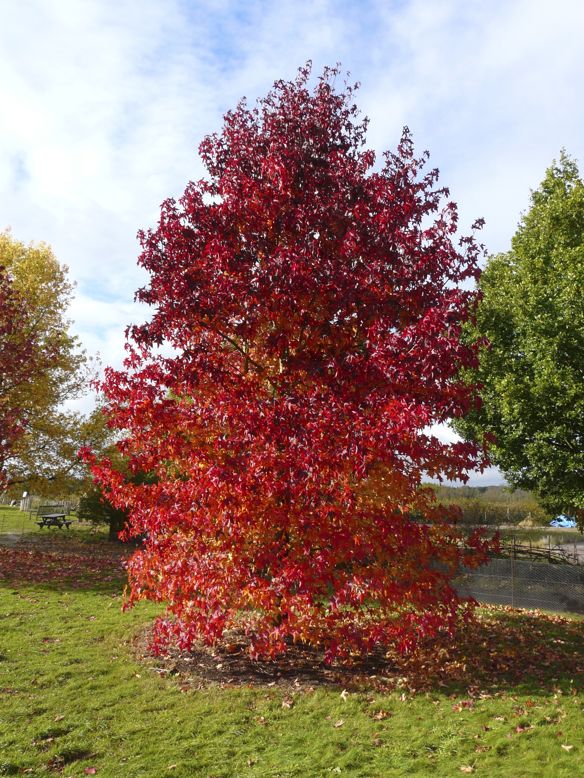 Liquidambar styraciflua